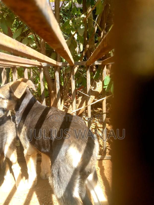 3-6 months Male Purebred German Shepherd - thumbnail 7