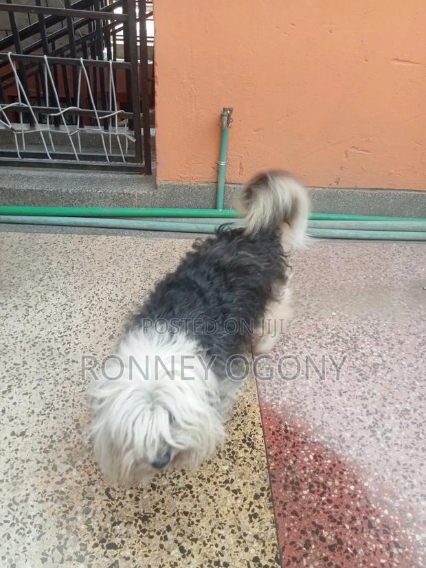 1+ year Female Purebred Japanese Spitz - thumbnail 2