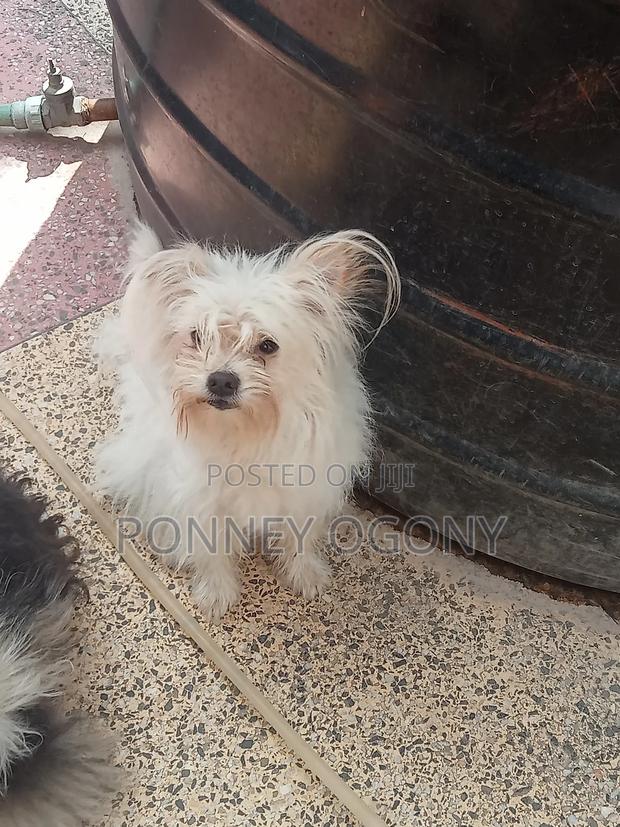 1+ year Female Purebred Japanese Spitz - thumbnail 3