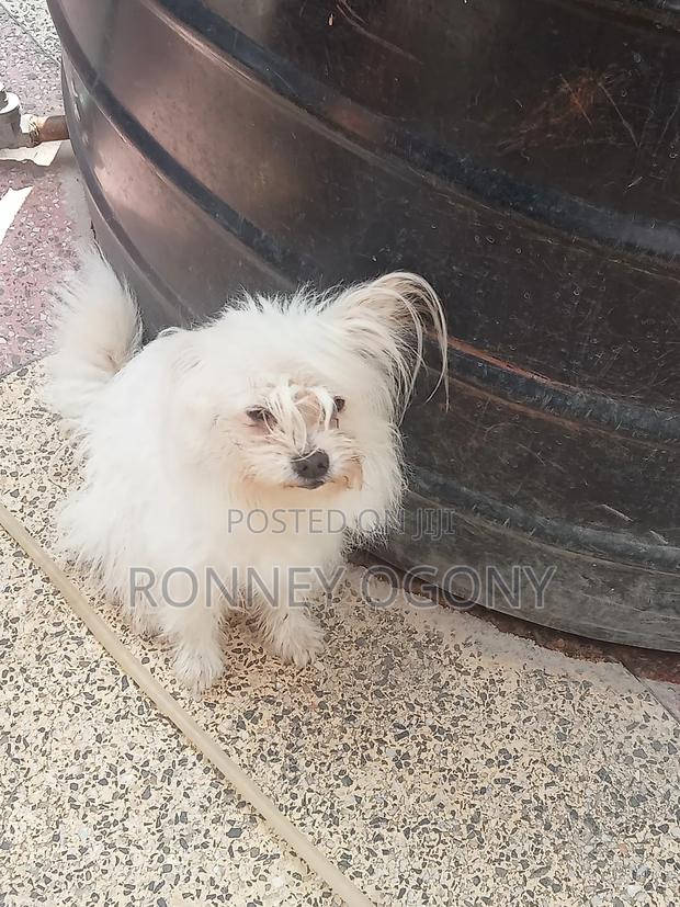 1+ year Female Purebred Japanese Spitz - thumbnail 4