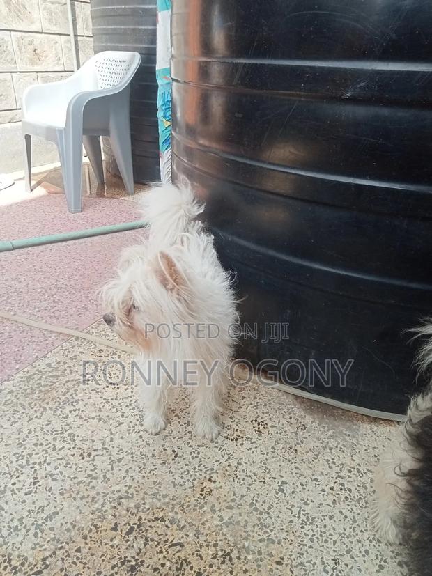1+ year Female Purebred Japanese Spitz - thumbnail 7