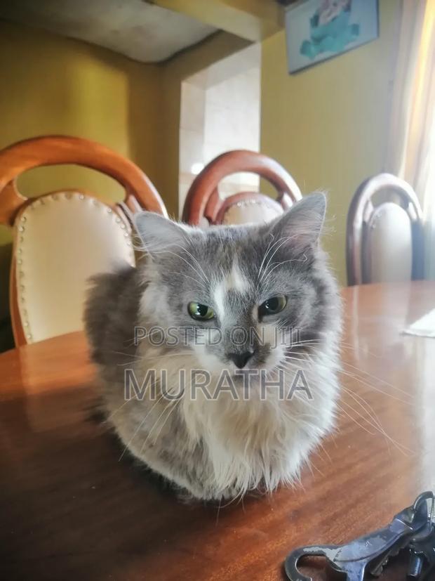 1-3 months Male Purebred Maine Coon