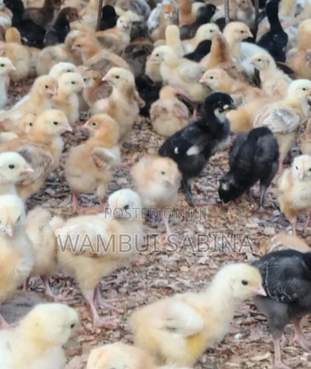 3 Weeks Old F1 Improved Kienyeji - main view