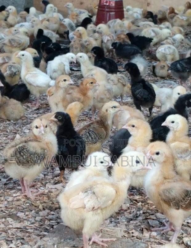 3 Weeks Old F1 Improved Kienyeji - thumbnail 2