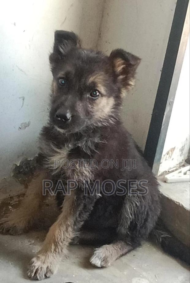 1-3 months Female Purebred German Shepherd
