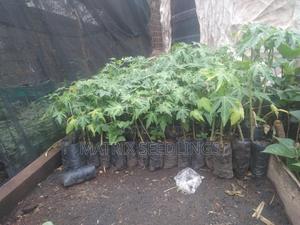 Dwarf Pawpaw Seedlings - thumbnail 2