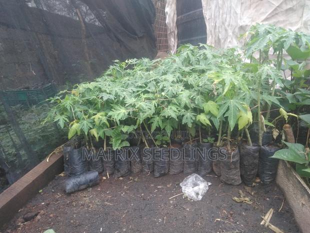 Dwarf Pawpaw Seedlings - main view