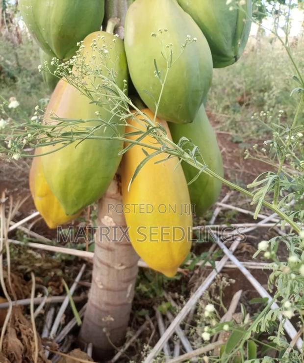 Dwarf Pawpaw Seedlings - thumbnail 4