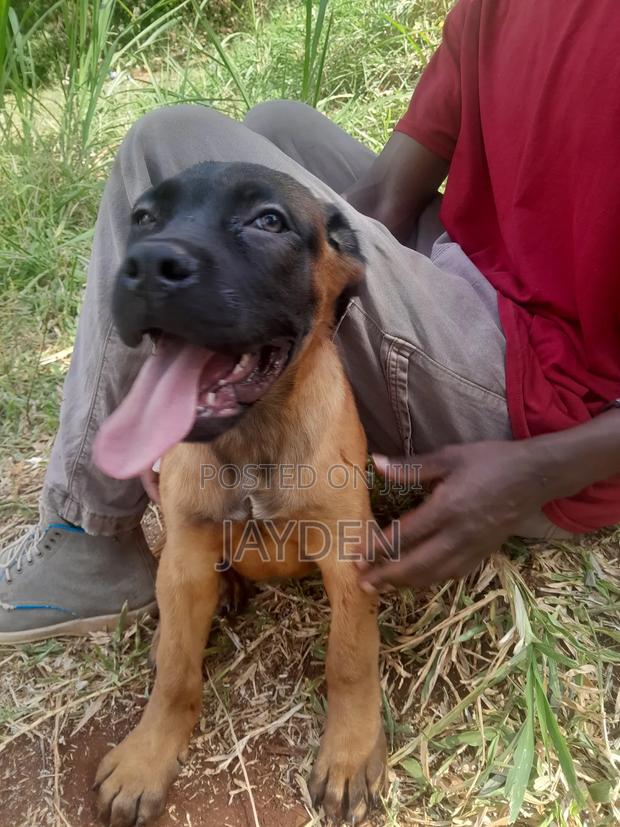 1-3 months Male Purebred Boerboel - main view