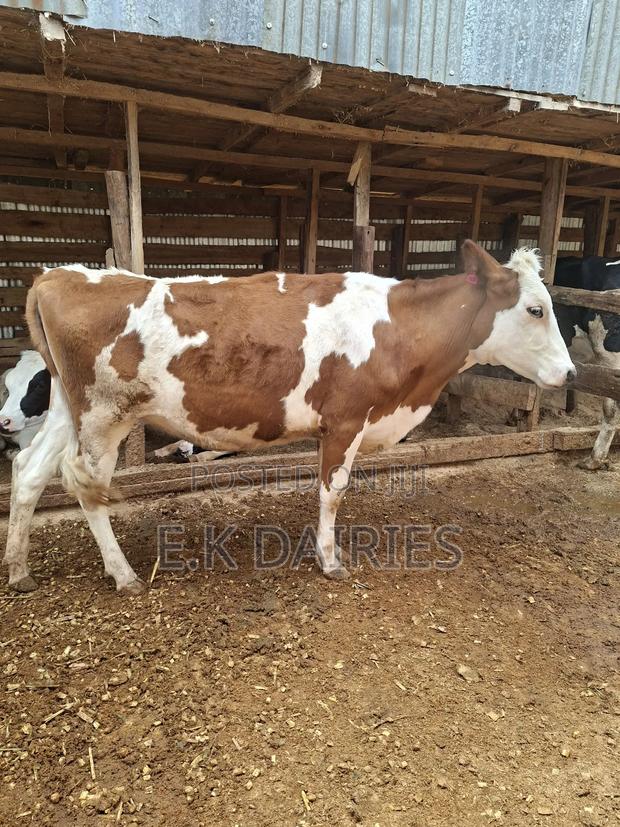 Super Bulling Heifer - main view