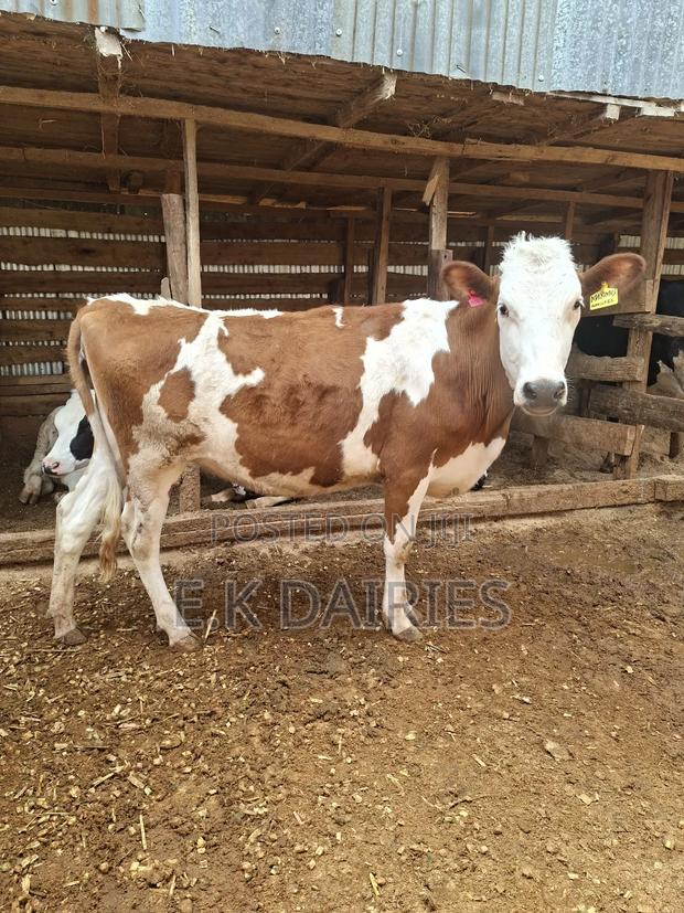 Super Bulling Heifer - thumbnail 2