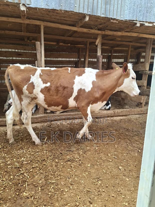 Super Bulling Heifer - thumbnail 3