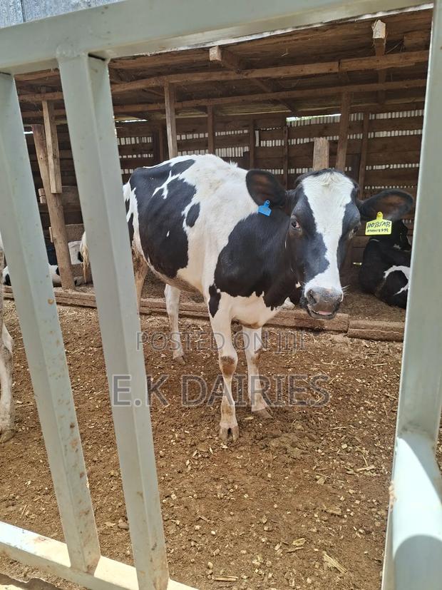 Super Perdigree Bulling Heifers - thumbnail 3