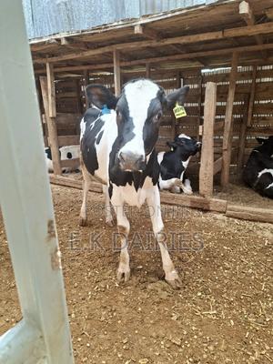 Super Perdigree Bulling Heifers - thumbnail 2