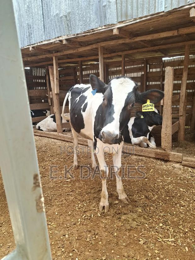 Super Perdigree Bulling Heifers - thumbnail 4