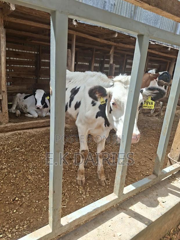 Super Perdigree Bulling Heifers - thumbnail 5