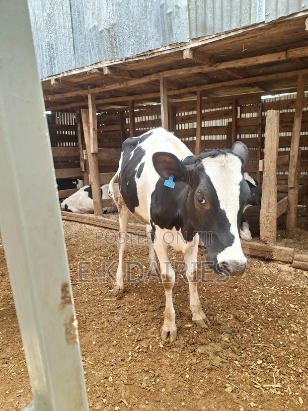 Super Perdigree Bulling Heifers - thumbnail 6