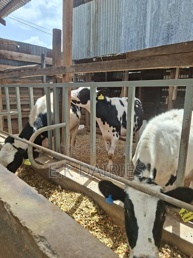 Super Perdigree Bulling Heifers - thumbnail 7