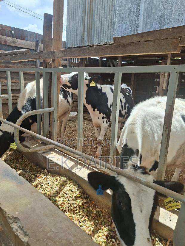 Super Perdigree Bulling Heifers - thumbnail 8