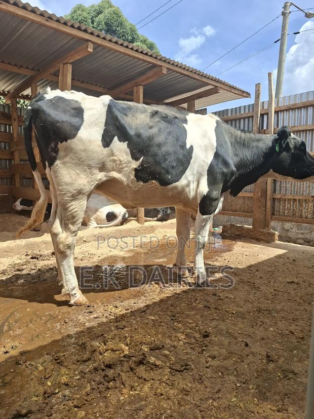 Super Perdigree Incalf Heifer - main view
