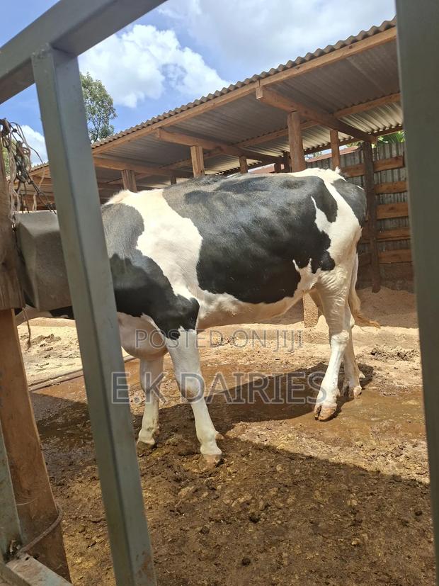 Super Perdigree Incalf Heifer - thumbnail 2