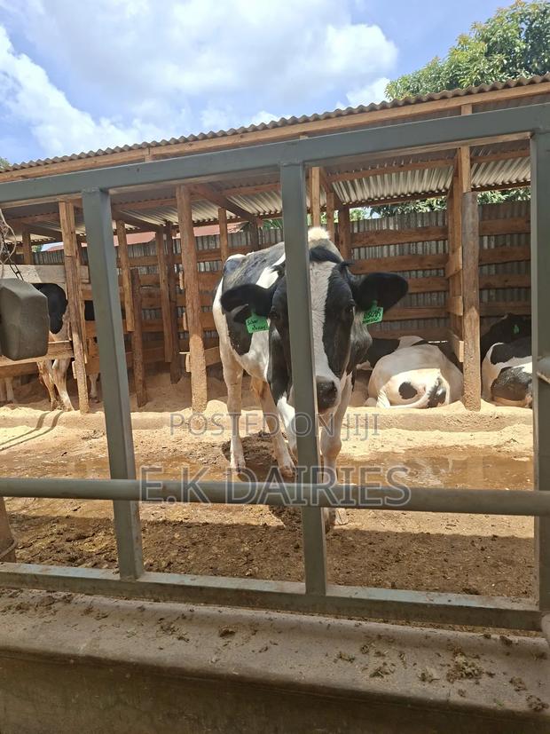 Super Perdigree Incalf Heifer - thumbnail 3