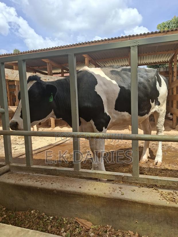 Super Perdigree Incalf Heifer - thumbnail 4