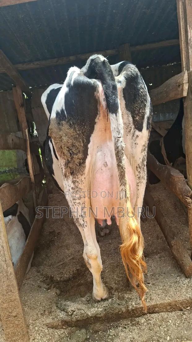 Hostein Freshian Milker - main view