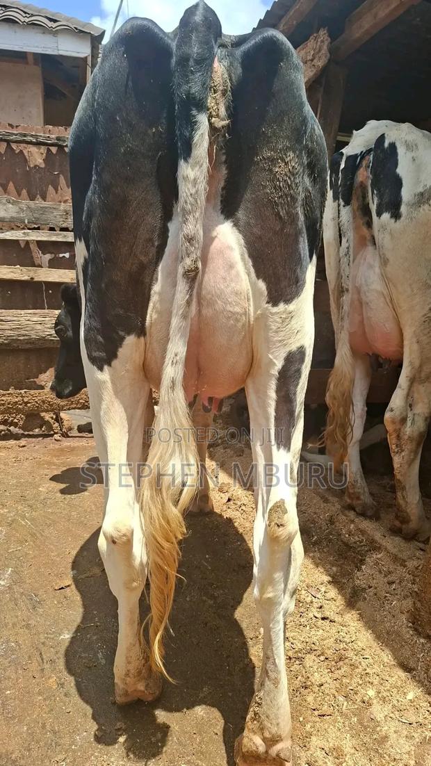 Hostein Freshian Milker - thumbnail 2