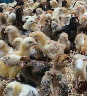 2 Weeks Old F1 Chicks - thumbnail 2