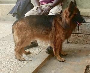1+ year Male Purebred German Shepherd - thumbnail 2