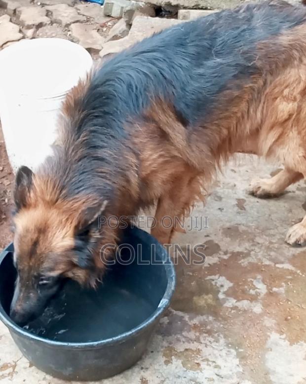 1+ year Male Purebred German Shepherd - thumbnail 3