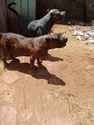 1+ year Female Purebred Cane Corso - thumbnail 2