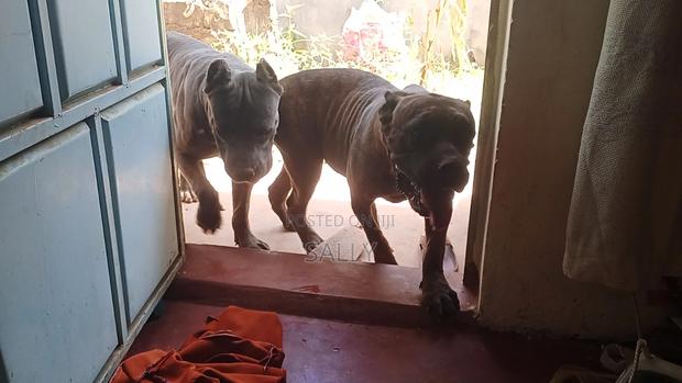 1+ year Female Purebred Cane Corso - thumbnail 3