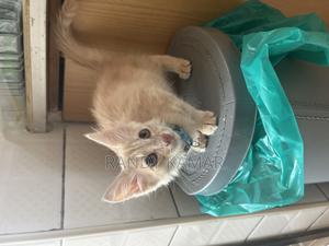 1-3 months Male Mixed Breed Turkish Angora - thumbnail 2