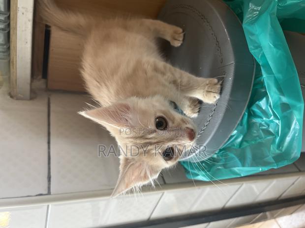 1-3 months Male Mixed Breed Turkish Angora - thumbnail 4