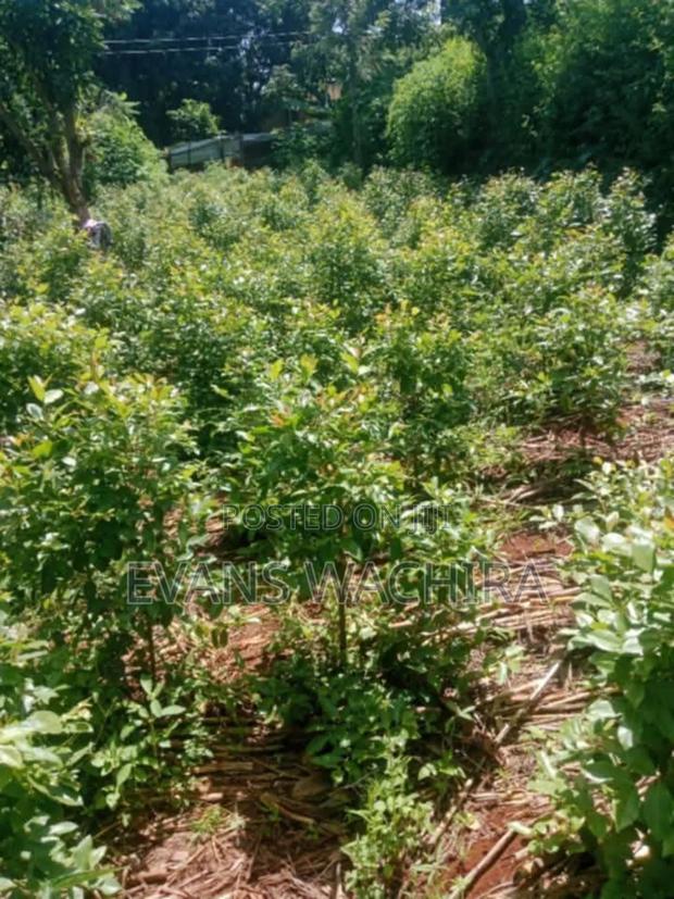 1 Acre Embu Muguka Farm on Sale.