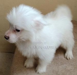 3-6 months Female Mixed Breed Japanese Spitz - thumbnail 2