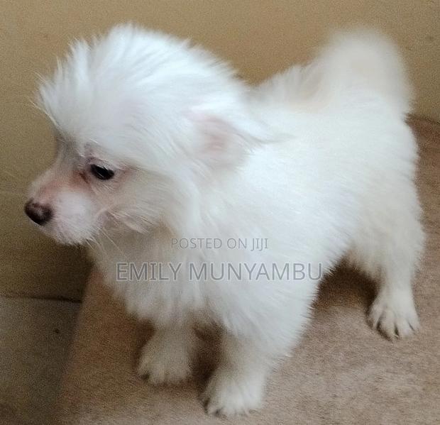 3-6 months Female Mixed Breed Japanese Spitz