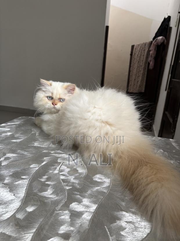 6-12 months Female Purebred Persian