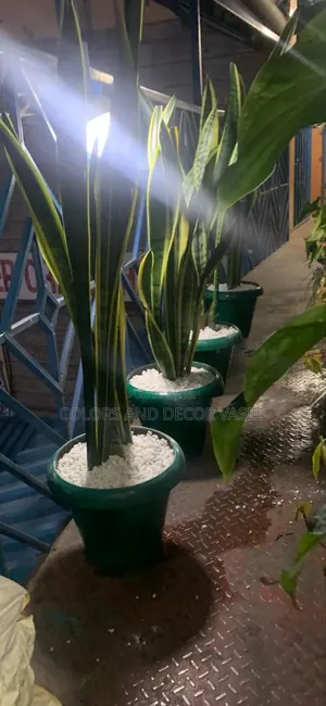 Real Snake Plants Complete With Vase and Pebble Stones