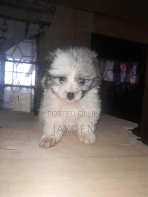 1-3 months Male Purebred Japanese Spitz - thumbnail 2