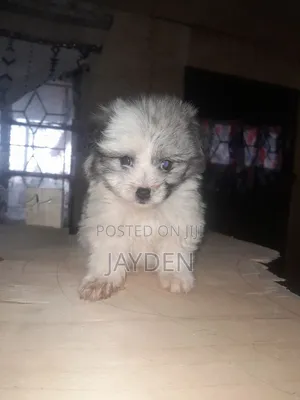 1-3 months Male Purebred Japanese Spitz