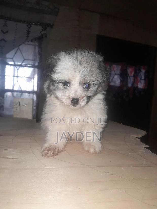 1-3 months Male Purebred Japanese Spitz - main view