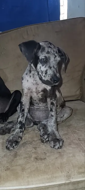 1-3 months Female Purebred Great Dane