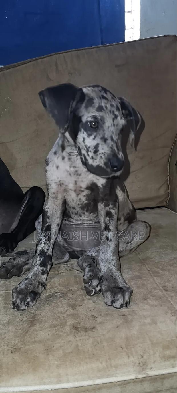 1-3 months Female Purebred Great Dane - thumbnail 4