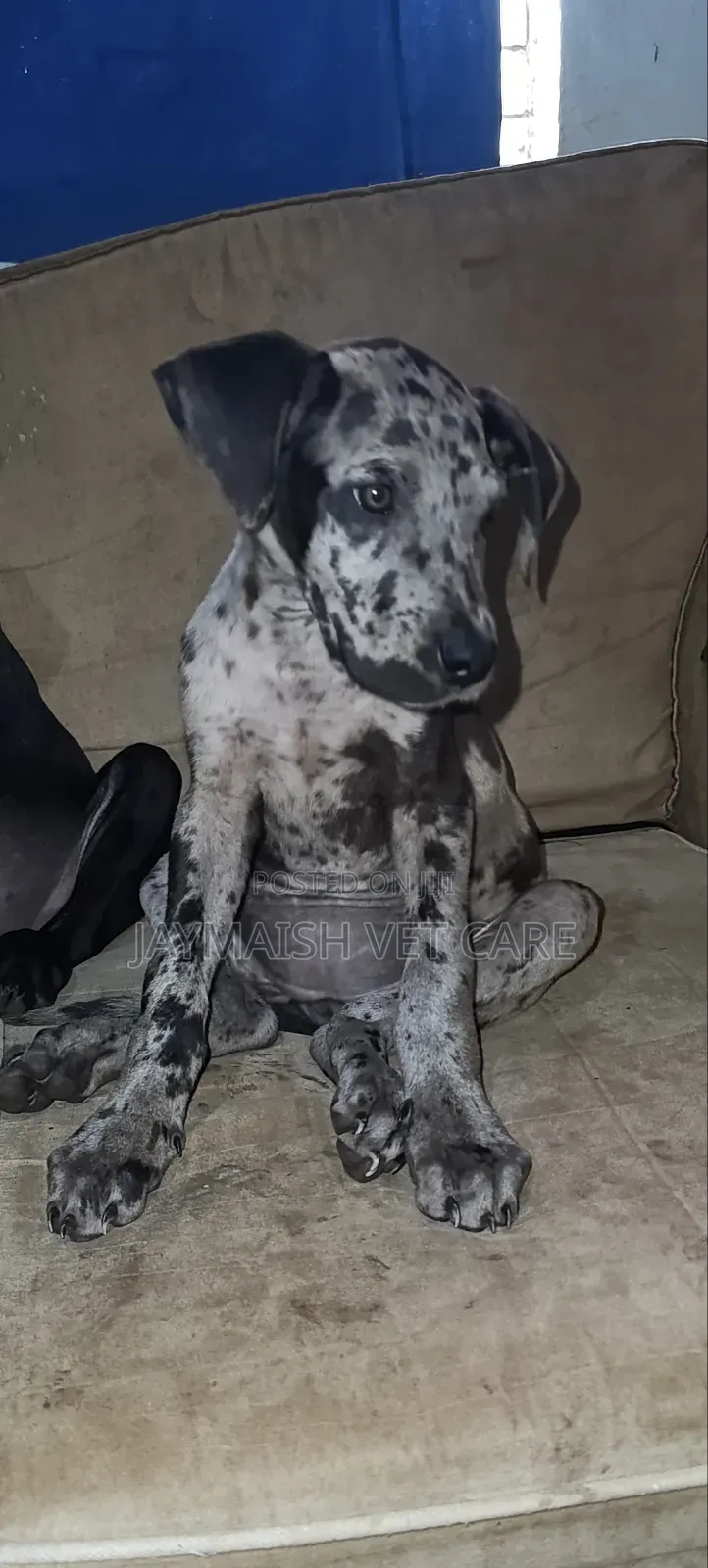 1-3 months Female Purebred Great Dane