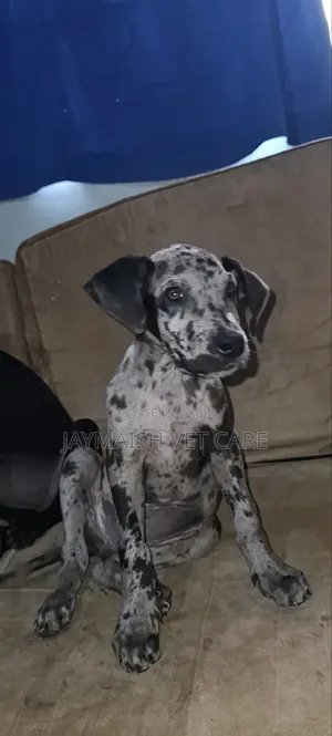 1-3 months Female Purebred Great Dane