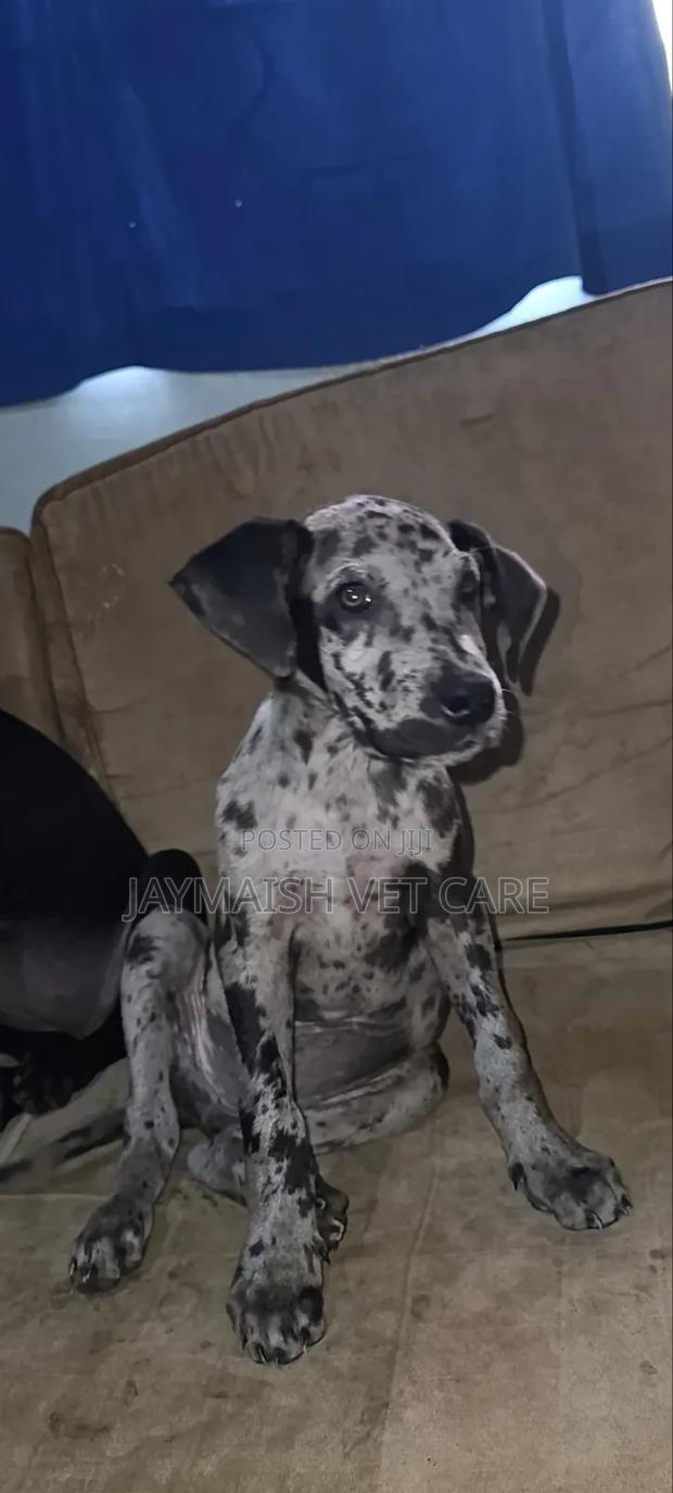 1-3 months Female Purebred Great Dane - thumbnail 5