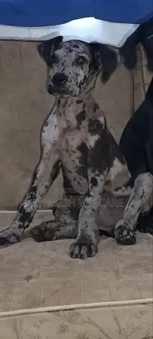 1-3 months Female Purebred Great Dane